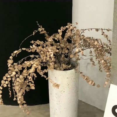 兽设拟人化设计技巧兽圈群